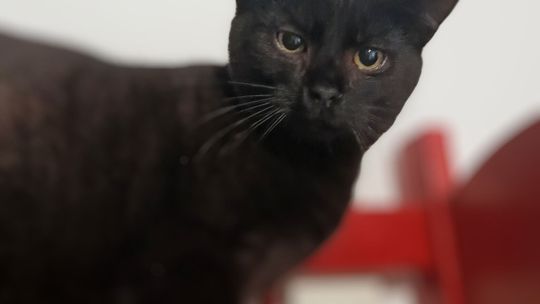 Koks - najsmutniejsze kocię w schronisku, pomocy!