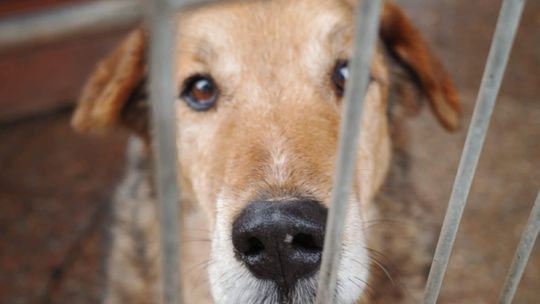 Łagodny Kapral - psi anioł PILNIE szuka domu! Łagodny Kapral - psi anioł PILNIE szuka domu!