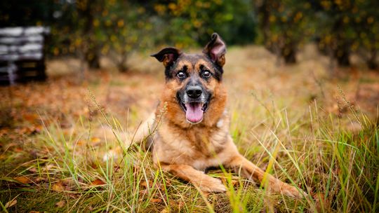 Lizak - kochany, przyjazny owczarek szuka domu!