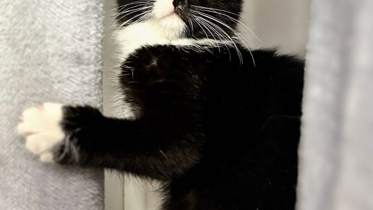 Loki - 4 miesięczny kociak szuka domu! Loki - 4 miesięczny kociak szuka domu!