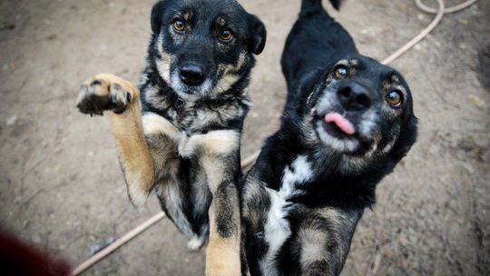 Megi i Pegi - cudowne siostry od szczeniaka w schronisku