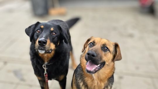 Misia i Whisky - jak ogień i woda, super sunie do adopcji!
