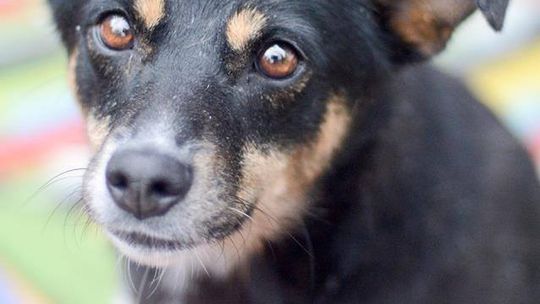 Niewielka Natka, niekonfliktowa sunia PILNIE szuka domu