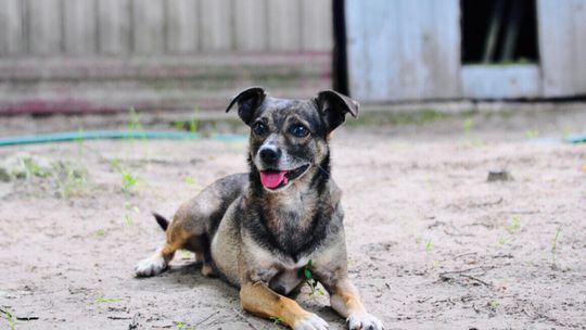 Niewielki Burek szuka domu tymczasowego!