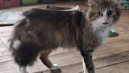 Piękny, dobry, miły - Dobromił szuka swojego Człowieka