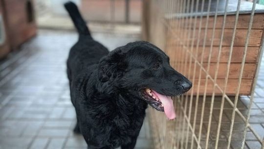 Pluto - fantastyczny LABRADOR mix szuka domu!