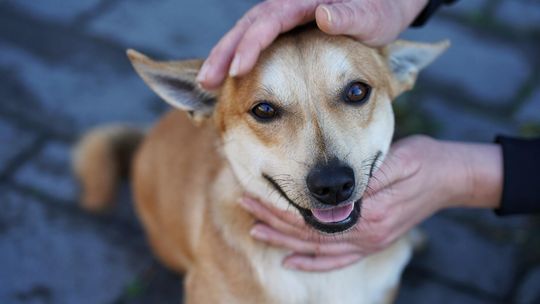 Radosny, młody Figo, pokochaj! Radosny, młody Figo, pokochaj!