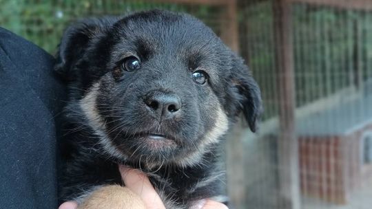 Sali - 8 tygodniowa, wesoła sunia SZCZENIAK adopcja