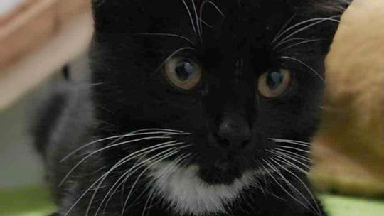 Sawa - 4 miesięczna koteczka szuka domu! Sawa - 4 miesięczna koteczka szuka domu!