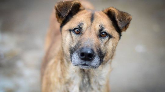 Sonia - przyjazna, łagodna suczka szuka domu!