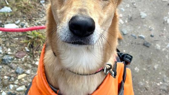 Stella - cudowna suczka za kratami, adoptuj!