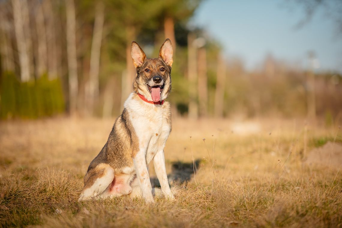 Czesmir - wpatrzony w człowieka, łagodny, kochany psiak BŁAGA o dom! Czesmir - wpatrzony w człowieka, łagodny, kochany psiak BŁAGA o dom!