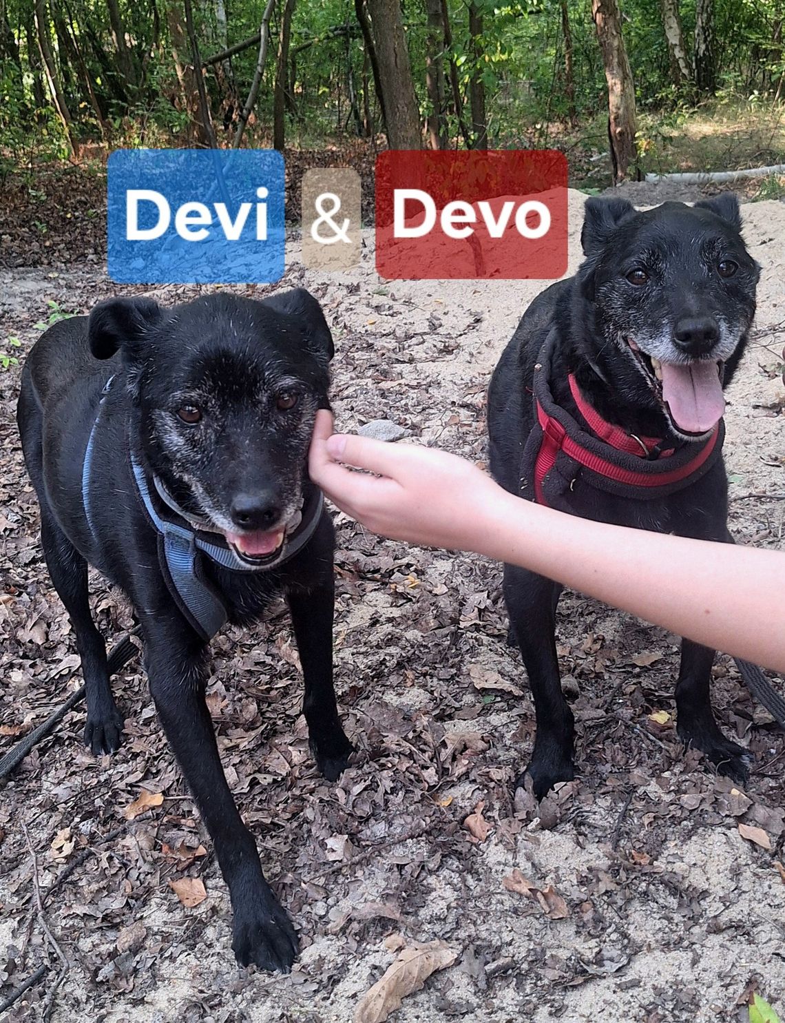 Devo i Devi BŁAGAJĄ o dom! Devo i Devi BŁAGAJĄ o dom!