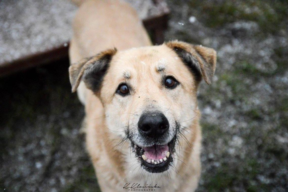 Dex - przyjazny, wesoły biszkopcik szuka domu!