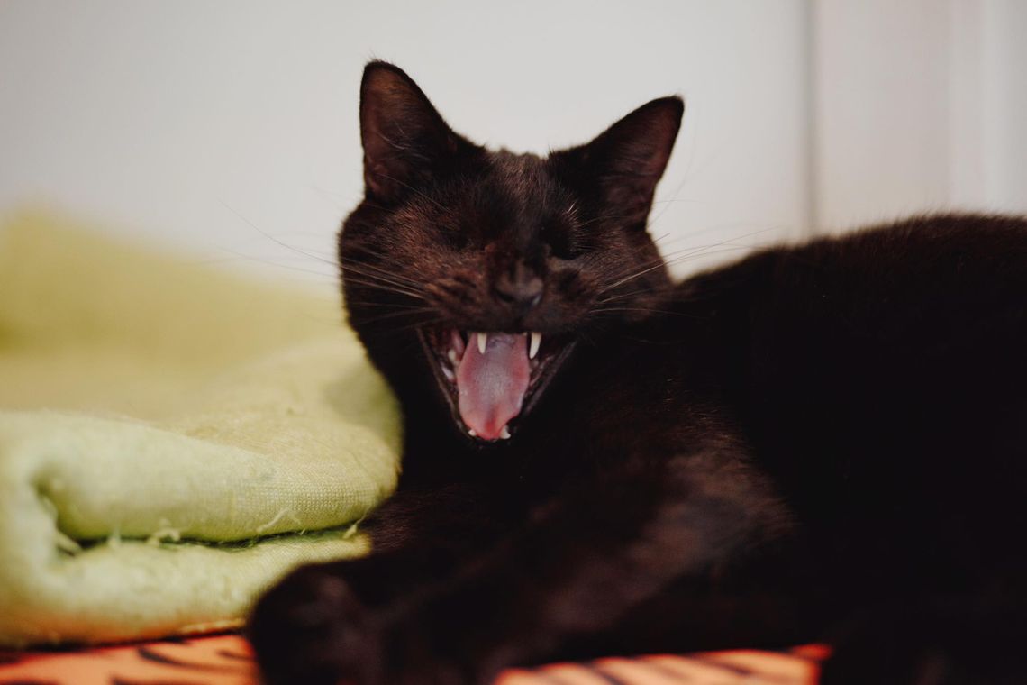 Donald - łagodny, wesoły, skory do zabaw kotek Donald - łagodny, wesoły, skory do zabaw kotek