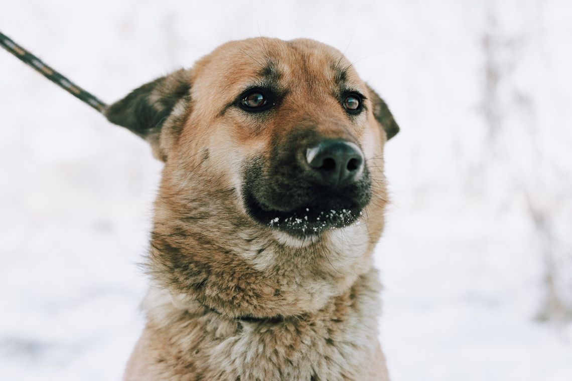 Doris - młoda, łagodna, niekonfliktowa sunia! Doris - młoda, łagodna, niekonfliktowa sunia!