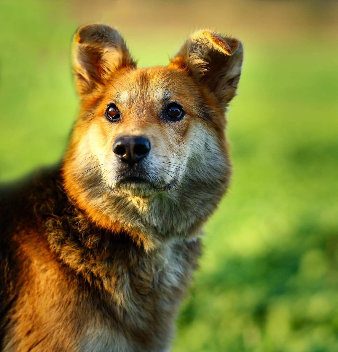 Fido - wesoły, przyjazny psiak szuka PILNIE domu! Fido - wesoły, przyjazny psiak szuka PILNIE domu!