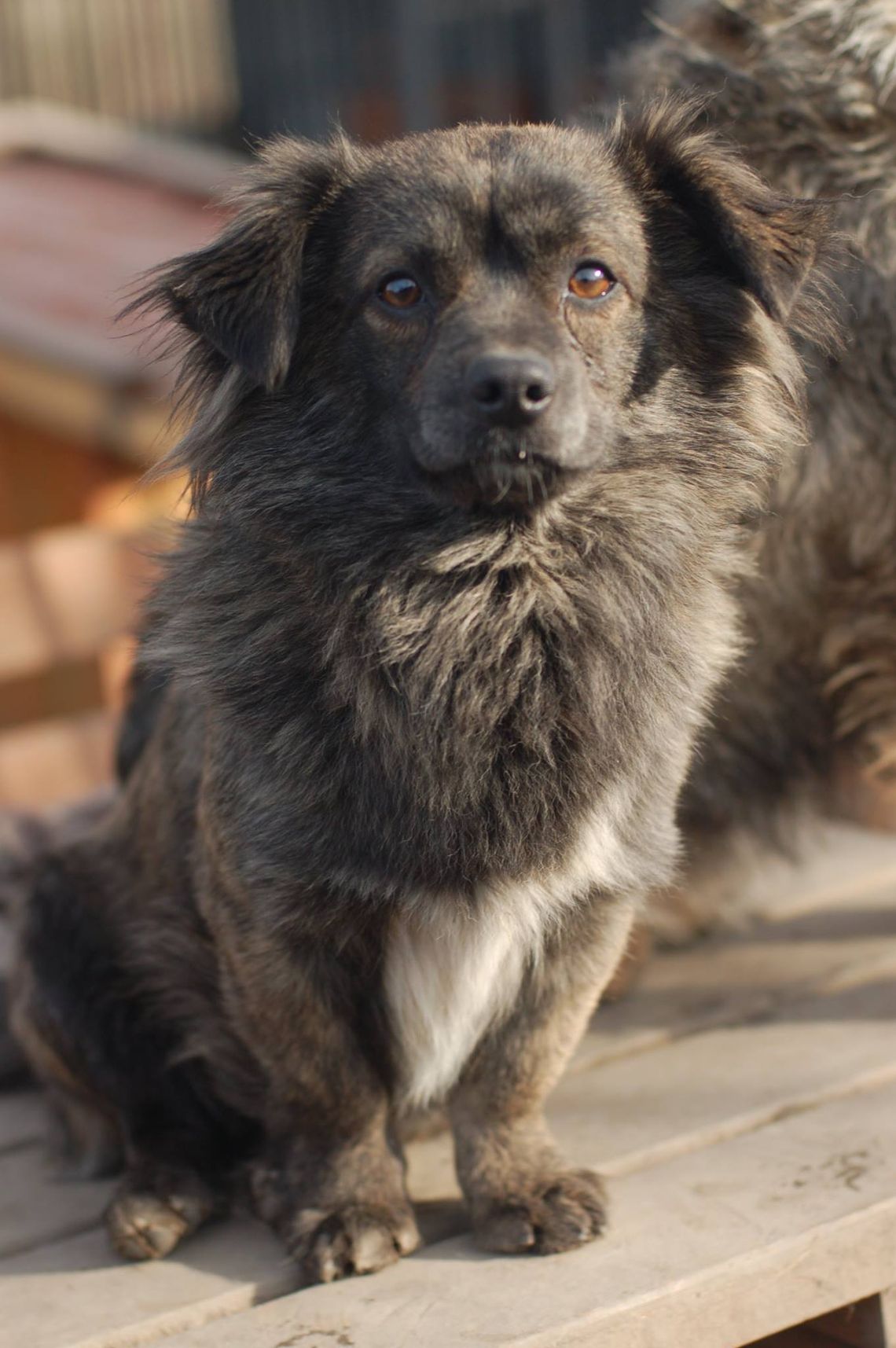 Hojrak - niewielki psiak z wielkim sercem szuka domu!