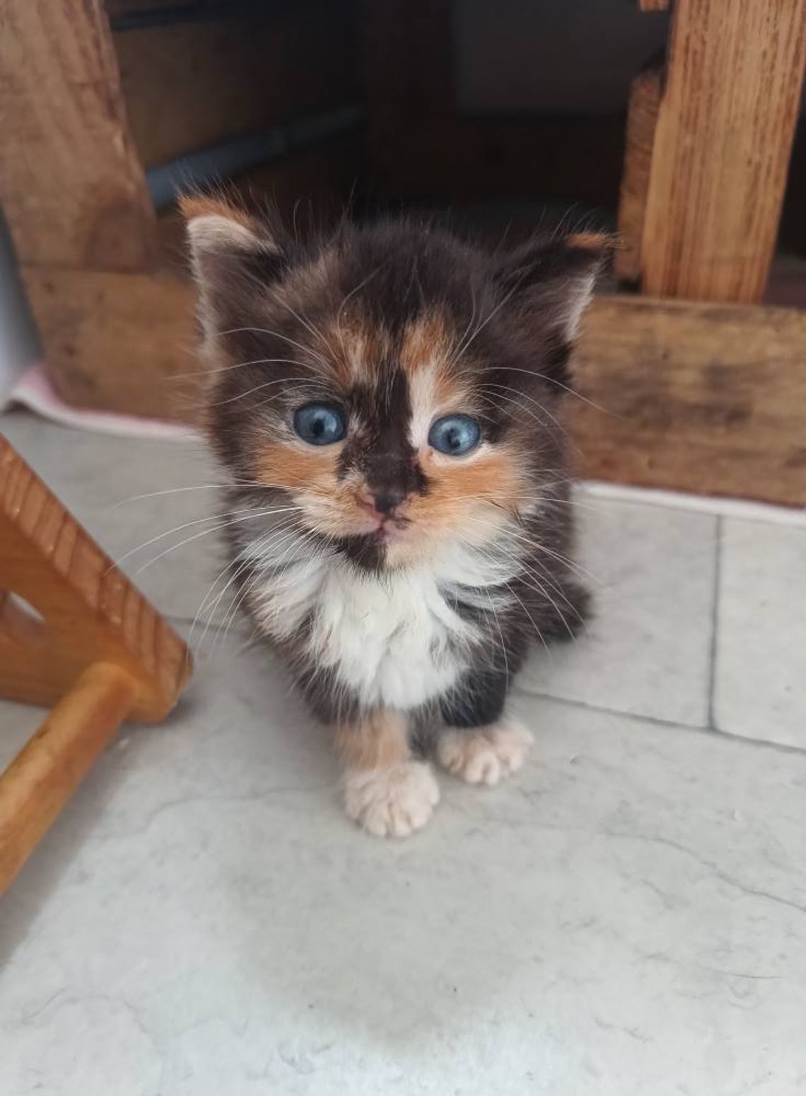 Kruszynka Tycia szuka odpowiedzialnego domu! Kruszynka Tycia szuka odpowiedzialnego domu!