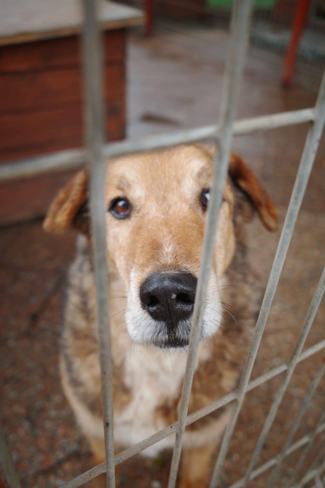 Łagodny Kapral - psi anioł PILNIE szuka domu!