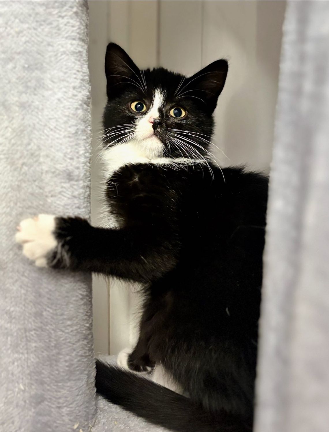 Loki - 4 miesięczny kociak szuka domu! Loki - 4 miesięczny kociak szuka domu!