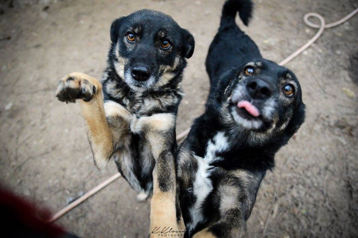 Megi i Pegi - cudowne siostry od szczeniaka w schronisku