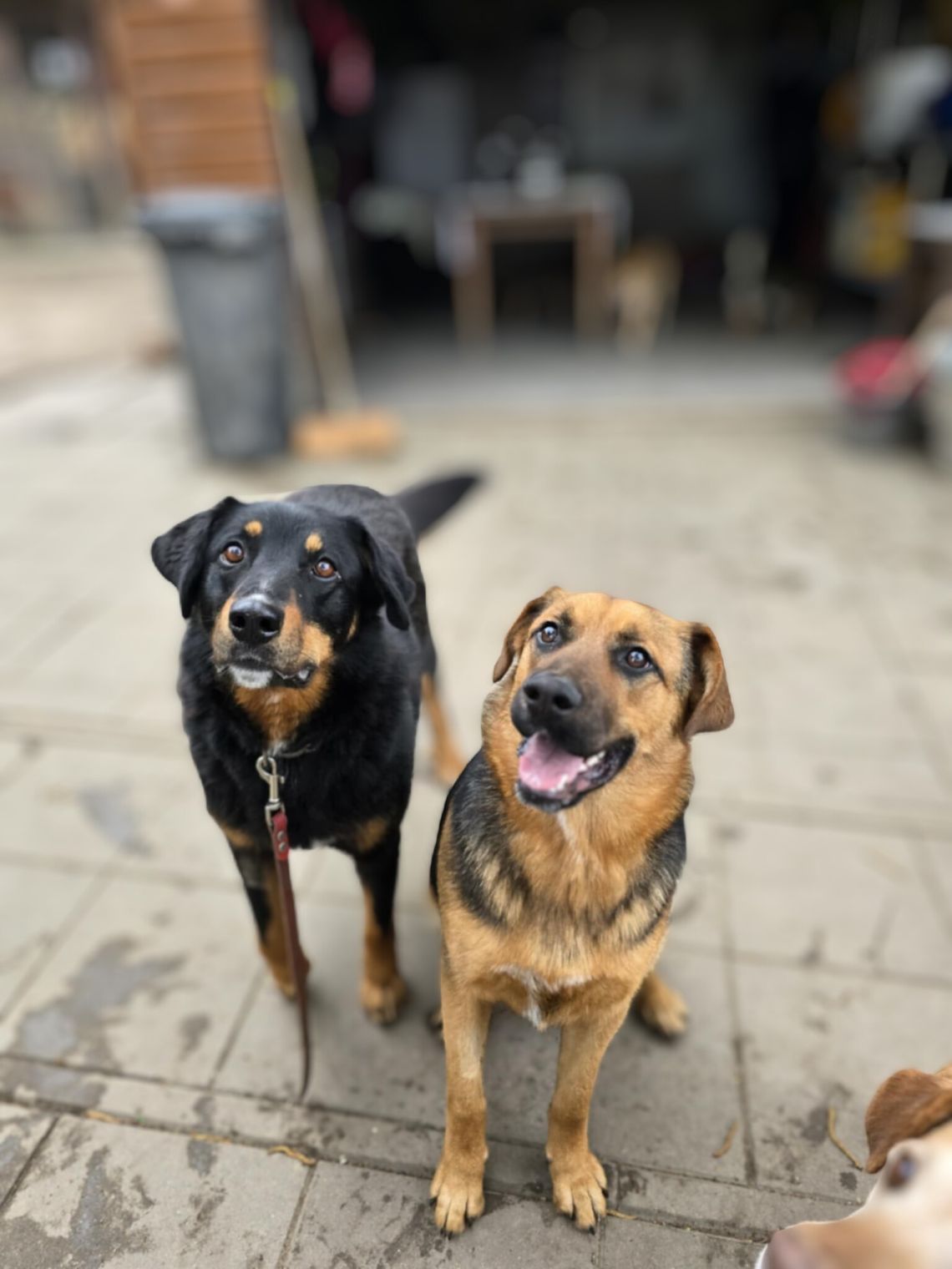 Misia i Whisky - jak ogień i woda, super sunie do adopcji! Misia i Whisky - jak ogień i woda, super sunie do adopcji!