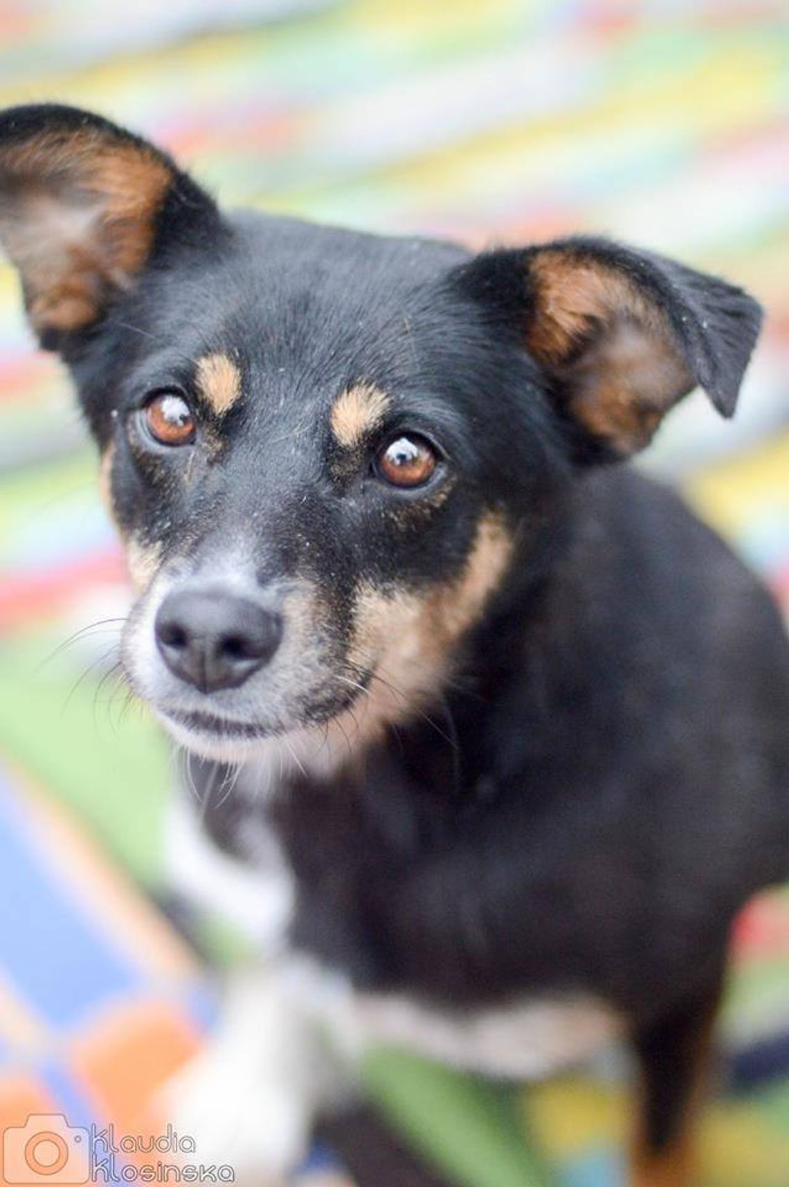 Niewielka Natka, niekonfliktowa sunia PILNIE szuka domu