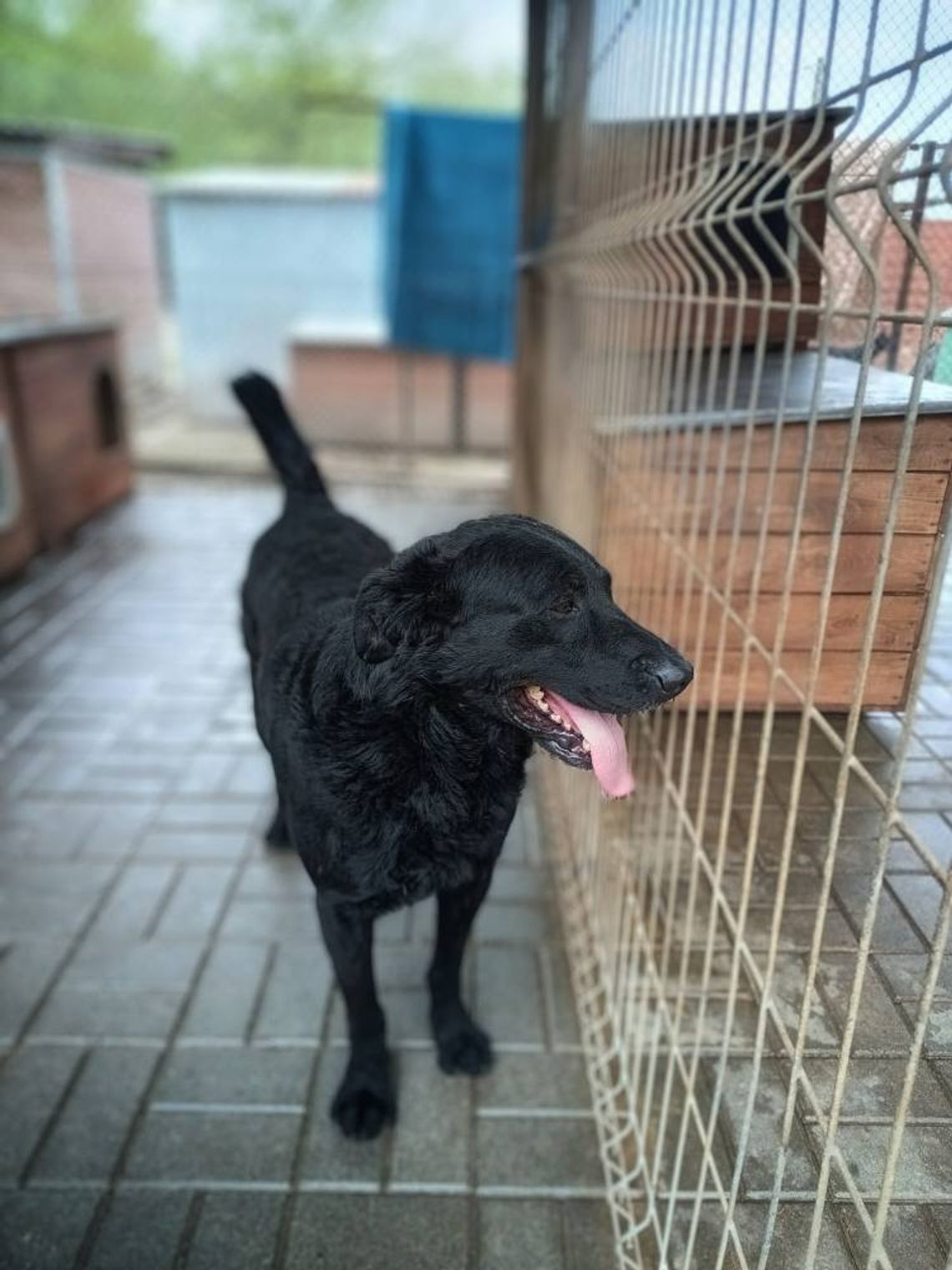 Pluto - fantastyczny LABRADOR mix szuka domu! Pluto - fantastyczny LABRADOR mix szuka domu!