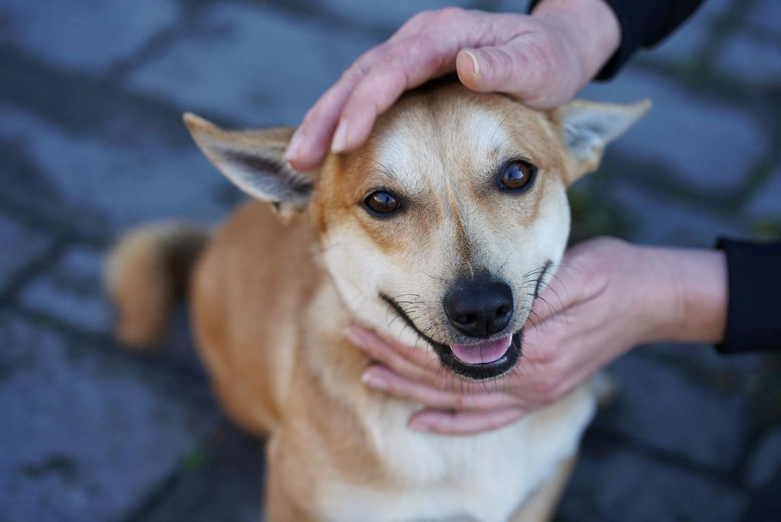 Radosny, młody Figo, pokochaj! Radosny, młody Figo, pokochaj!