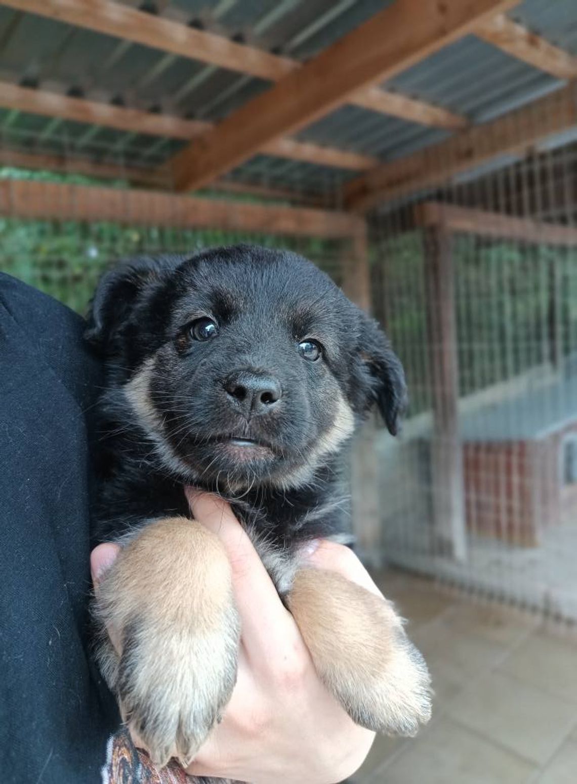 Sali - 8 tygodniowa, wesoła sunia SZCZENIAK adopcja Sali - 8 tygodniowa, wesoła sunia SZCZENIAK adopcja