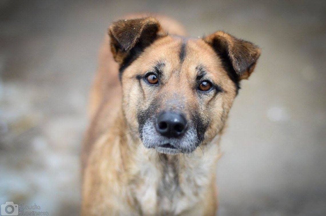 Sonia - przyjazna, łagodna suczka szuka domu! Sonia - przyjazna, łagodna suczka szuka domu!