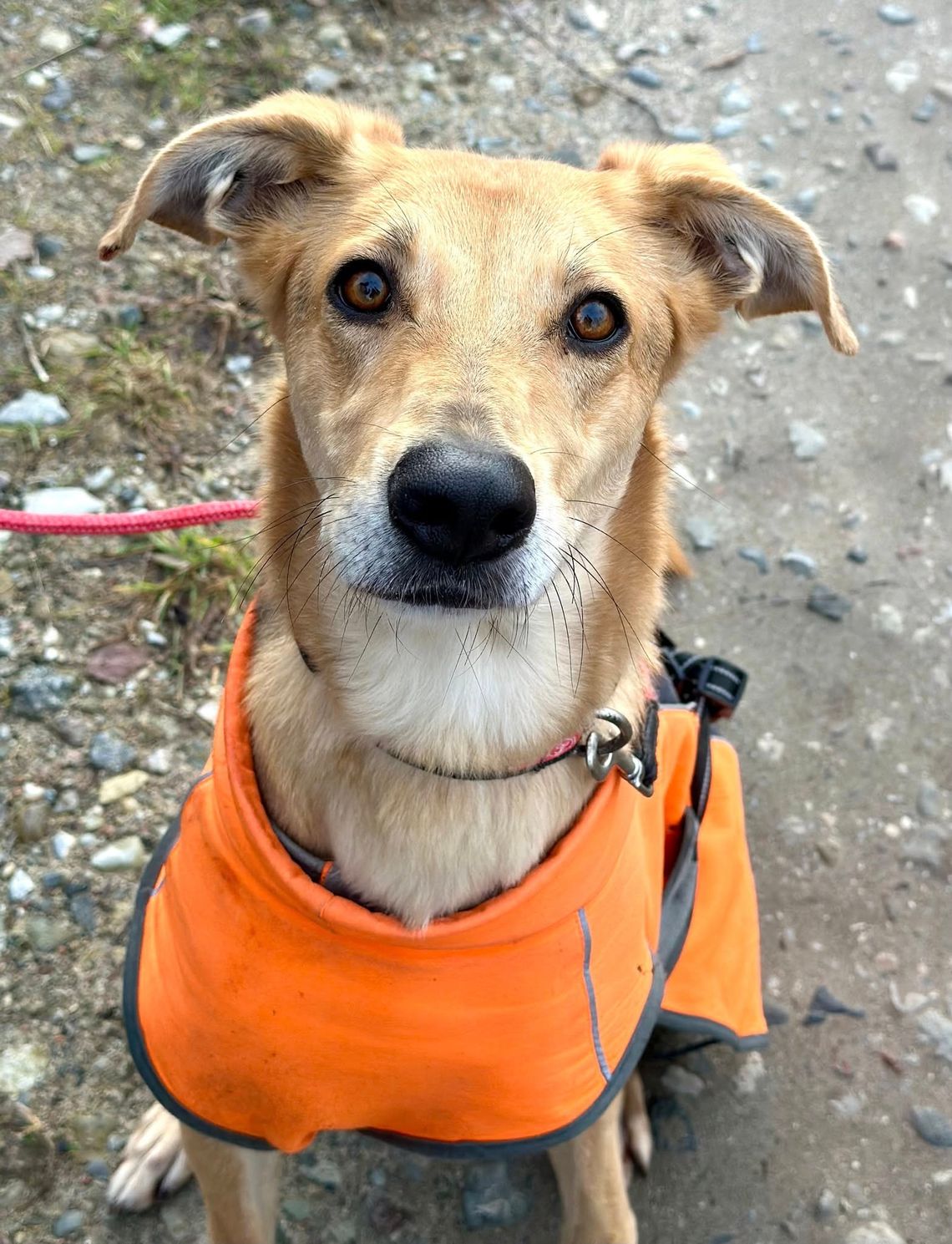 Stella - cudowna suczka za kratami, adoptuj! Stella - cudowna suczka za kratami, adoptuj!