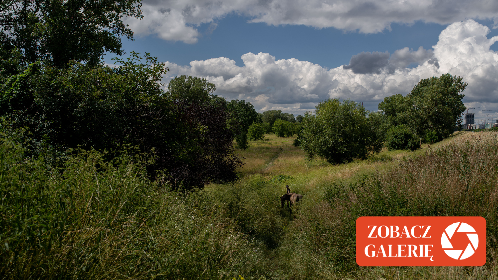 Park Naturalny Golędzinów w Warszawie - tak wygląda obecnie. 