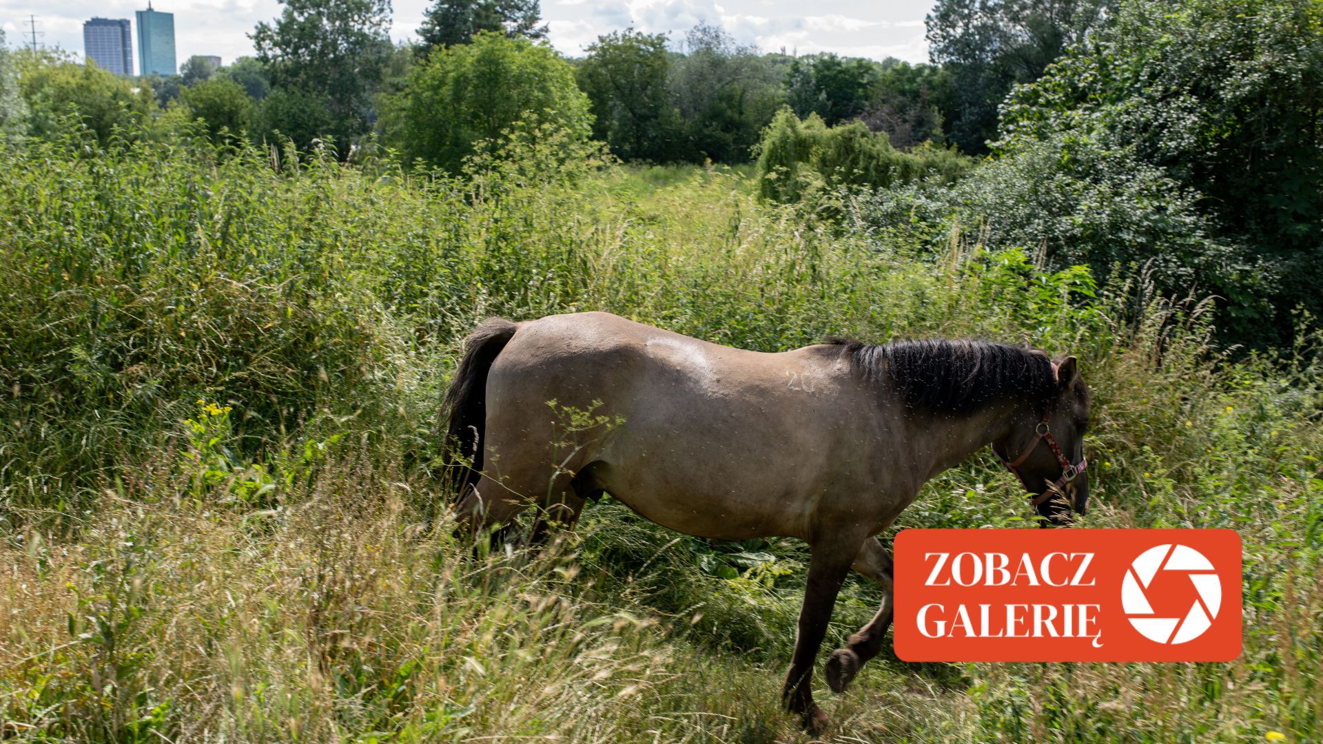 Park Naturalny Golędzinów w Warszawie - tak wygląda obecnie